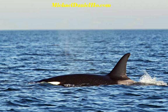 killer whale images