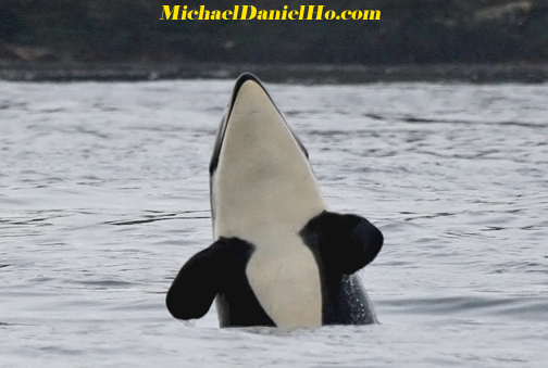 orca, killer whale photos