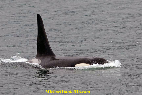 killer whale photos