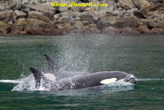 killer whale photos