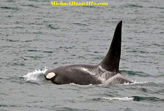 killer whale photos