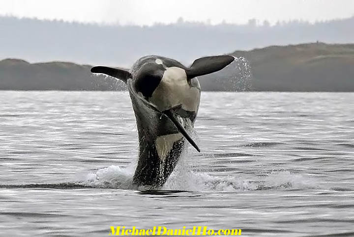 killer whale picture