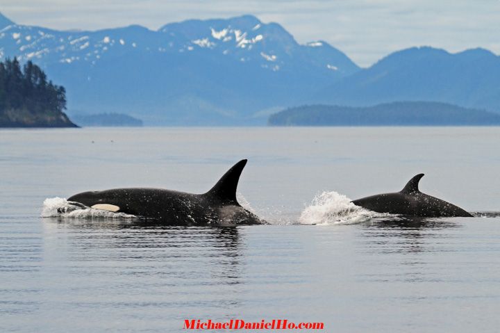 killer whale photos