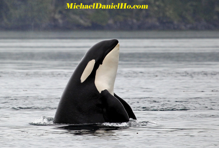 killer whale photos