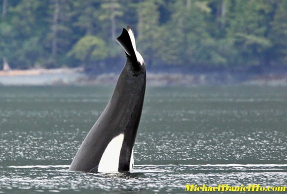 killer whale photos