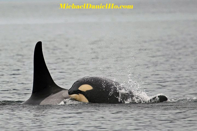 killer whale photos