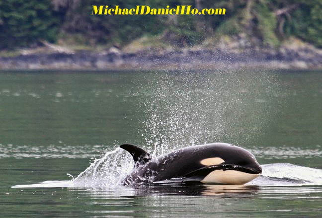 double humpback whale breaching