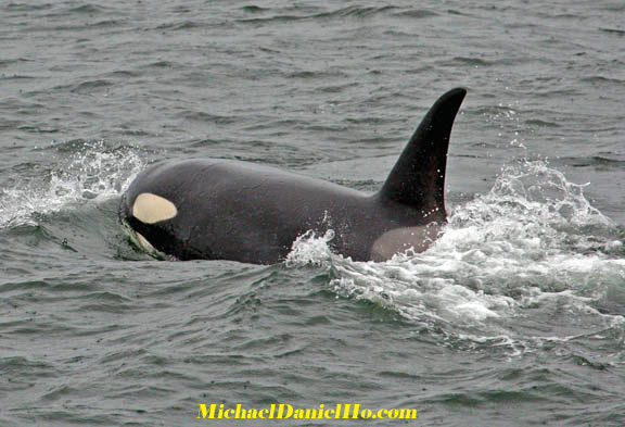 killer whale pics