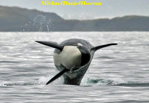 killer whale photos