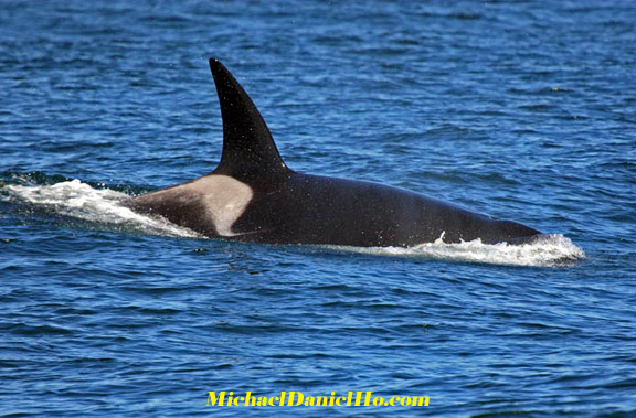 killer whale photos