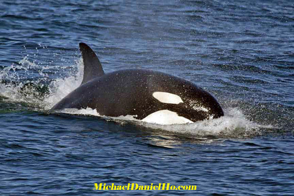 killer whale photos