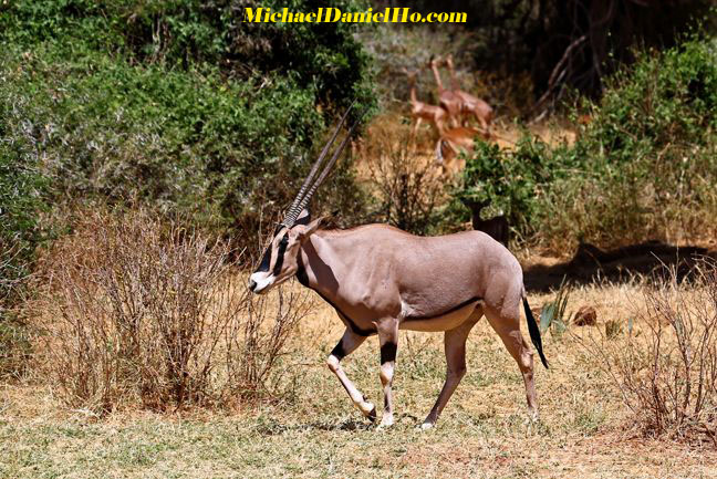 photo of oryx in east africa