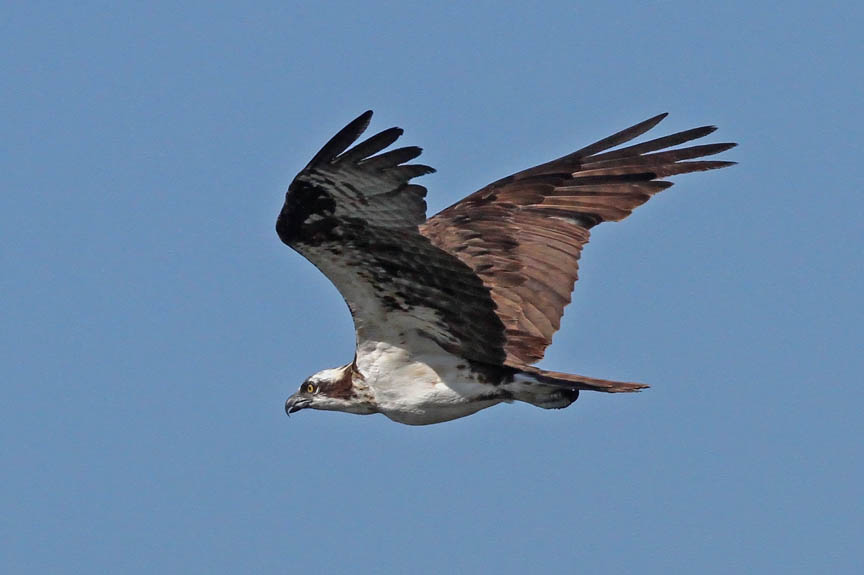 photo of osprey fishing