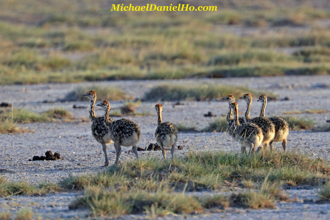 photo of Masai Ostrich chicks in Kenya