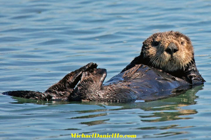 sea otter in alaska
