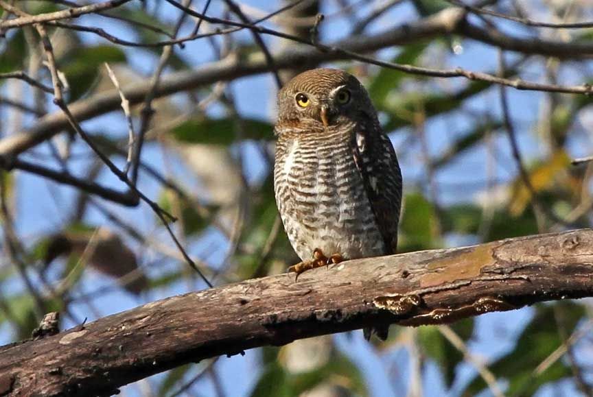 photo of owl, nocturnal raptors