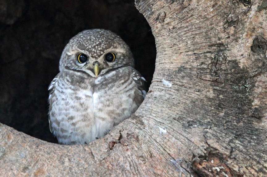 owls, nocturnal raptors