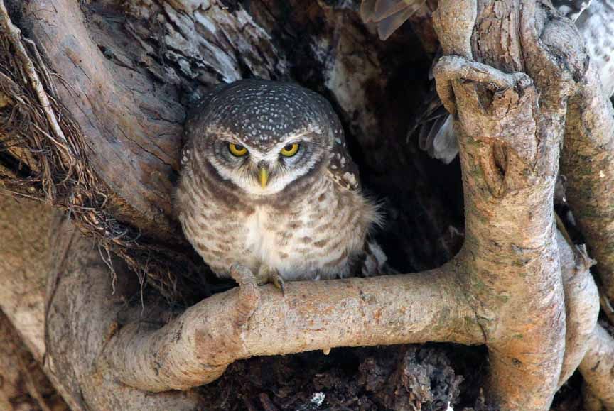 photo of owl, nocturnal raptors