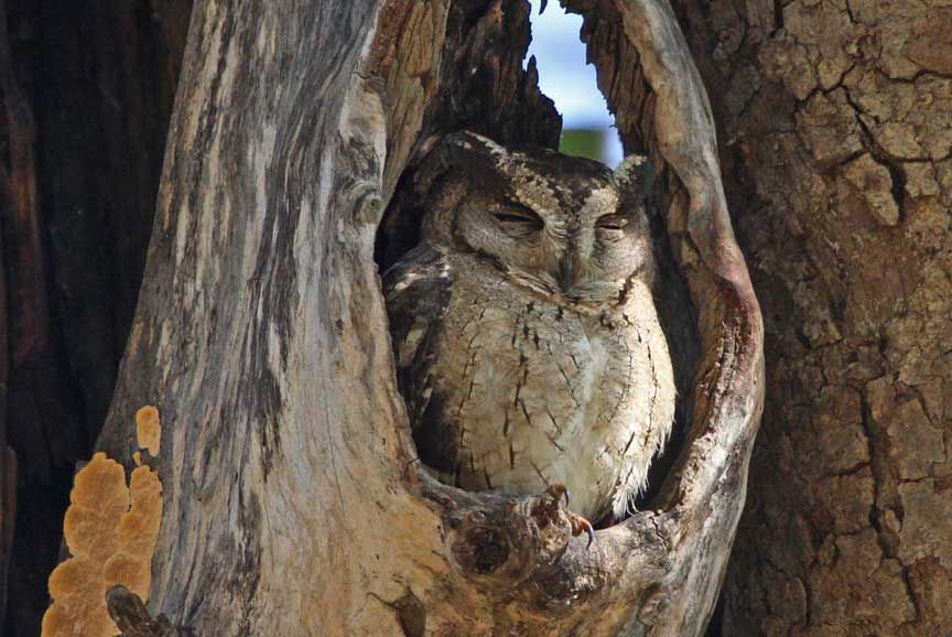 owls, nocturnal raptors