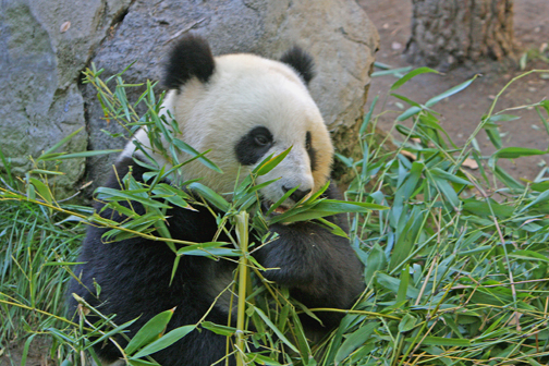 giant panda