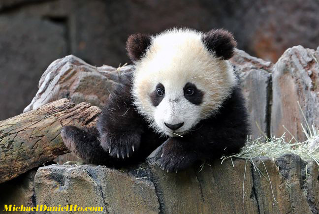 photo of giant panda