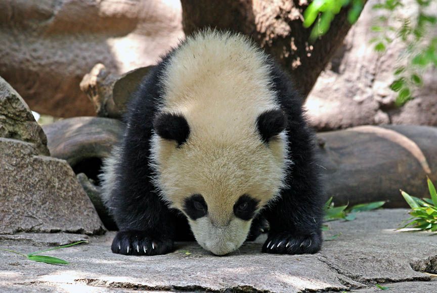 giant panda