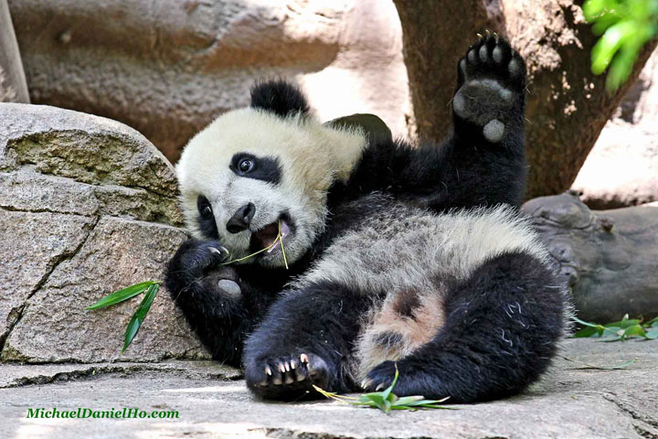 giant panda