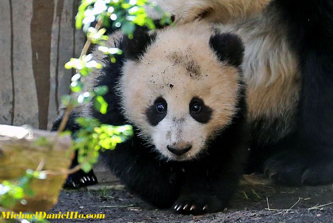 photo of giant panda