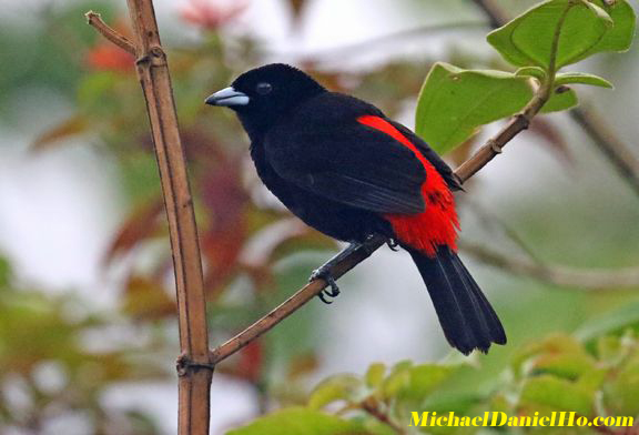 passerini tanager photo