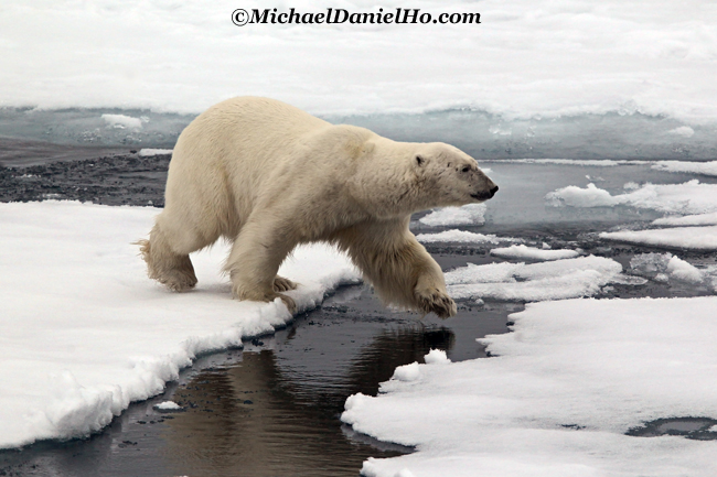 photo of polar bear in high arctic