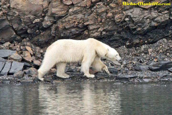 polar bear photo