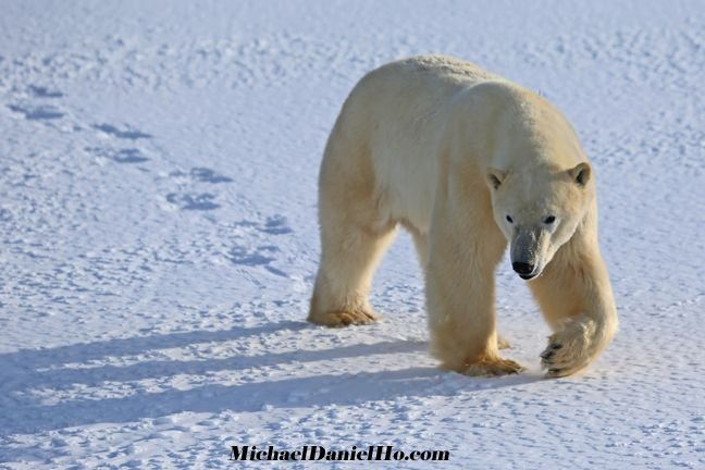 polar bear cub with mom photo