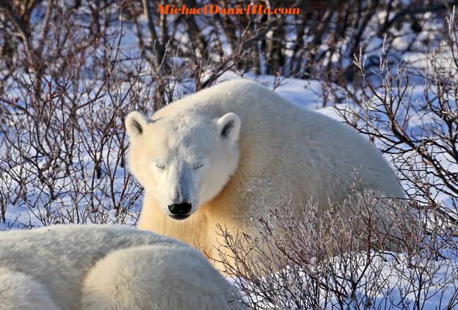 polar bear cub with mom photo