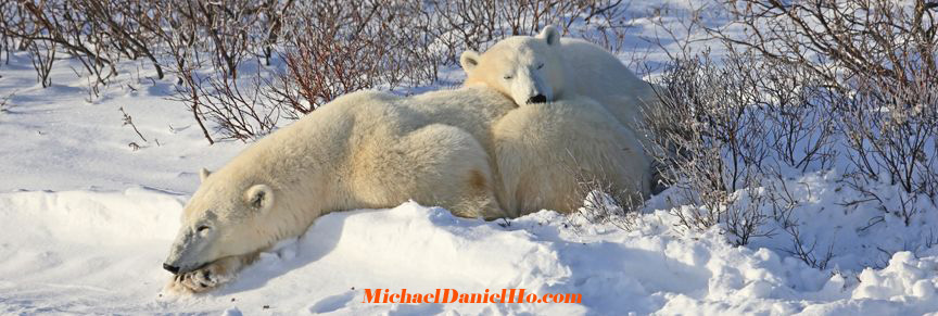 polar bear mom and cub in Canadian tundra