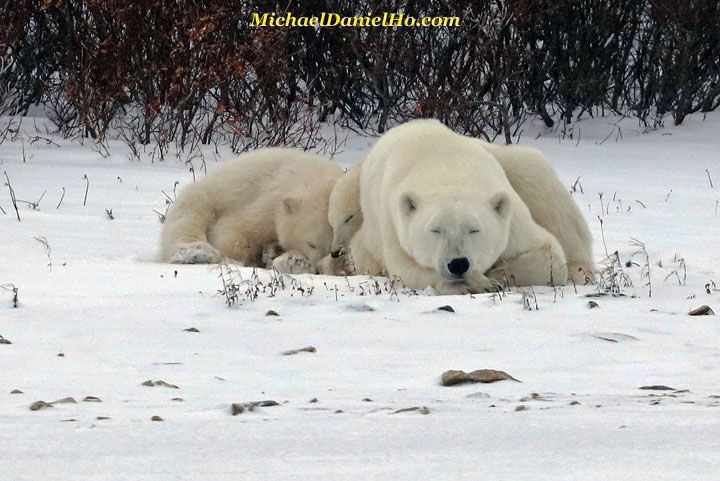 polar bear cubs with mom sleeping on snow