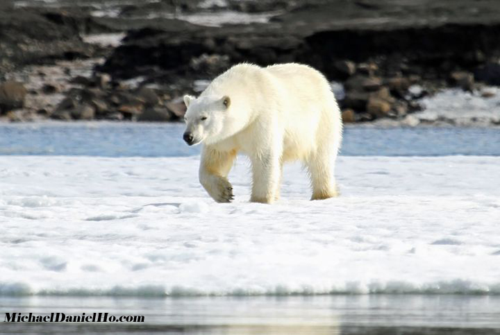 polar bear walking on fast ice