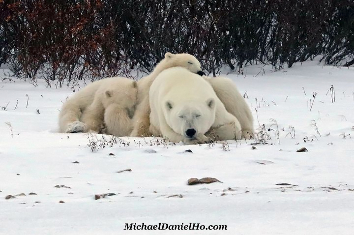 polar bear cubs with mom sleeping on snow