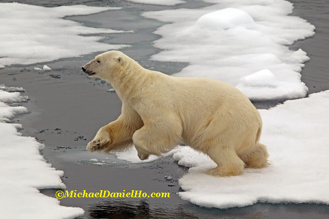 polar bear leaping on ice floe in high arctic
