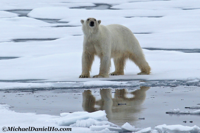 polar bear on ice floe in the high arctic