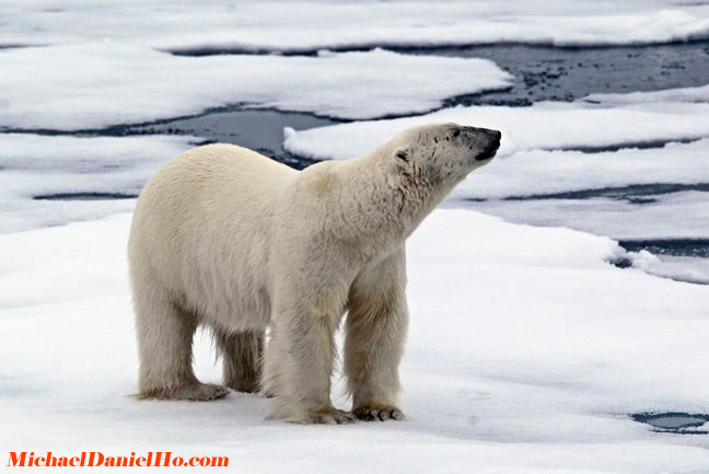 polar bear photos