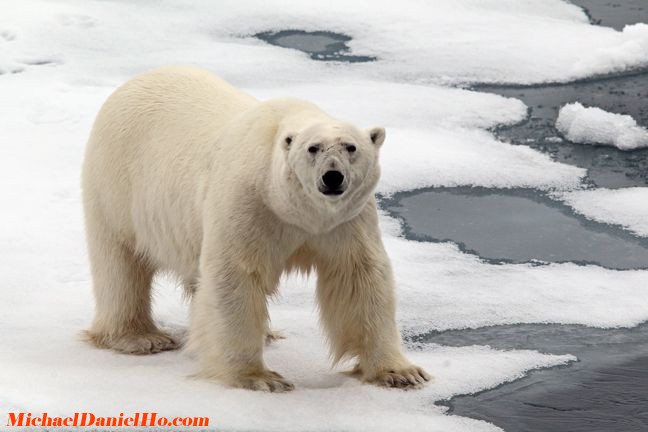 polar bear photos