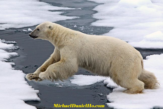 photo of leaping Polar Bear