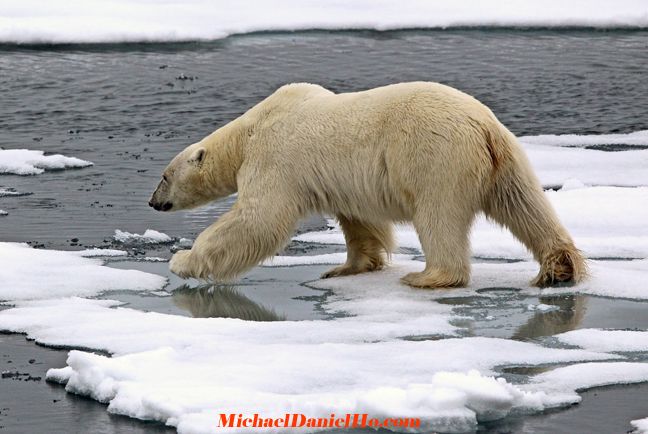 polar bear on ice floe, the high arctic