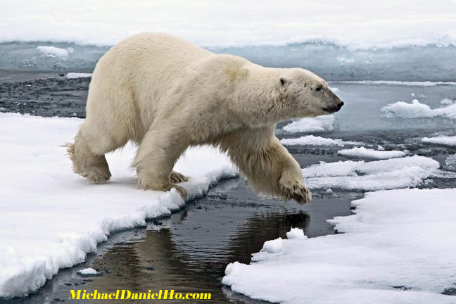 photo of polar bear