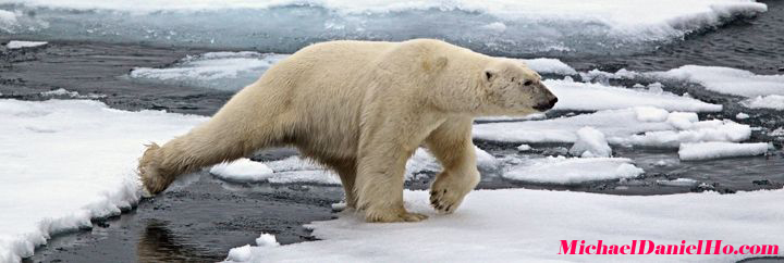 wildlife photography, polar bears