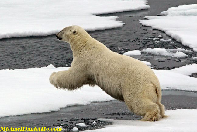 polar bear photos