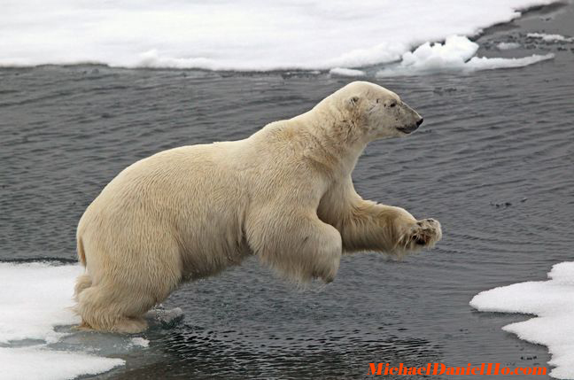 polar bear photos