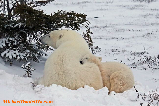 polar bear on ice floes