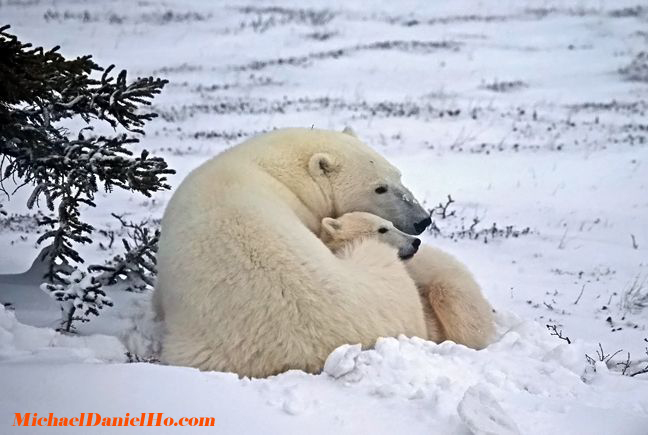 polar bear cub with mom photo