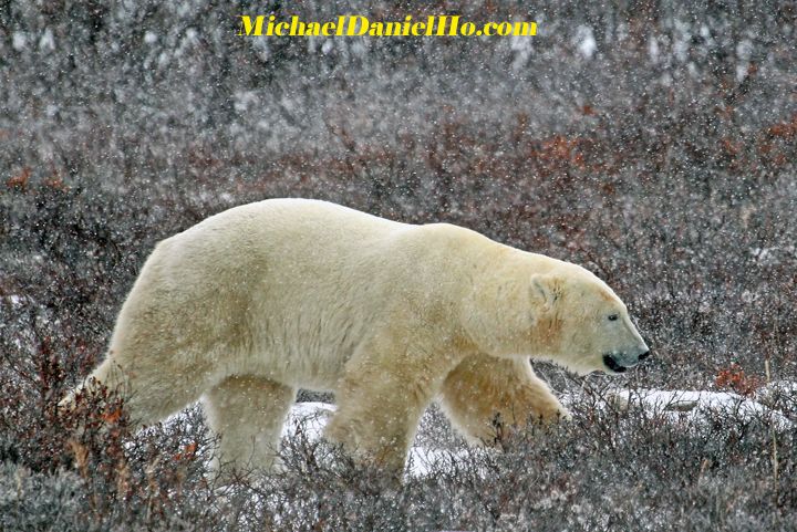 polar bear photos